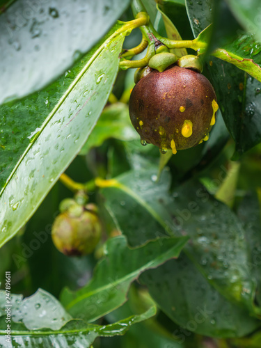 Mangosteen on tree