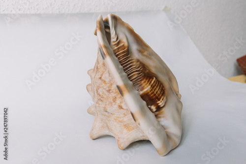 A brown shell on white background photo