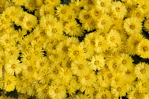 Yellow flower bed close-up view in China © LP2Studio