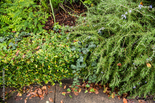 plants growing along sidewalk