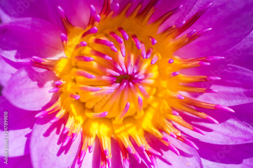 Beautiful lotus flower close up