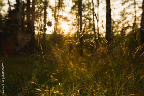 Sunset in the forest, closeup of plants