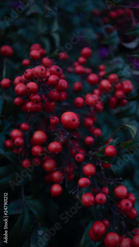 vertical red berries