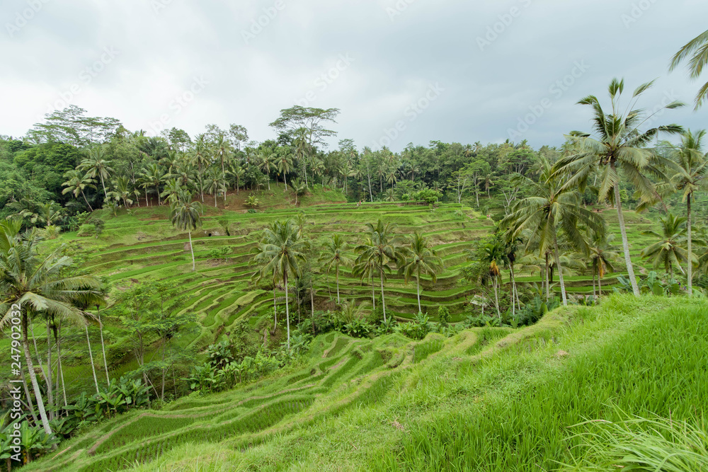 Rice terrace Bali