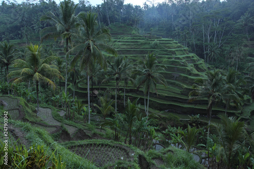 Rice Field in Bali Indonesia