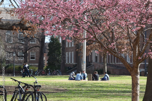 Cherry trees bloom on a college campus with students in the background