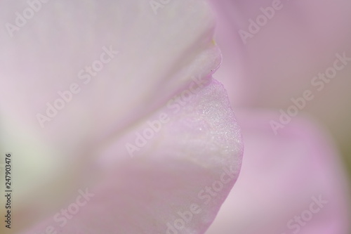 sweet pea flower closeup