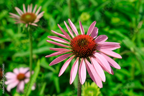 Pink flowers in the botanical garden