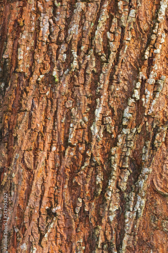 Obraz premium tree bark nature texture pattern wood background