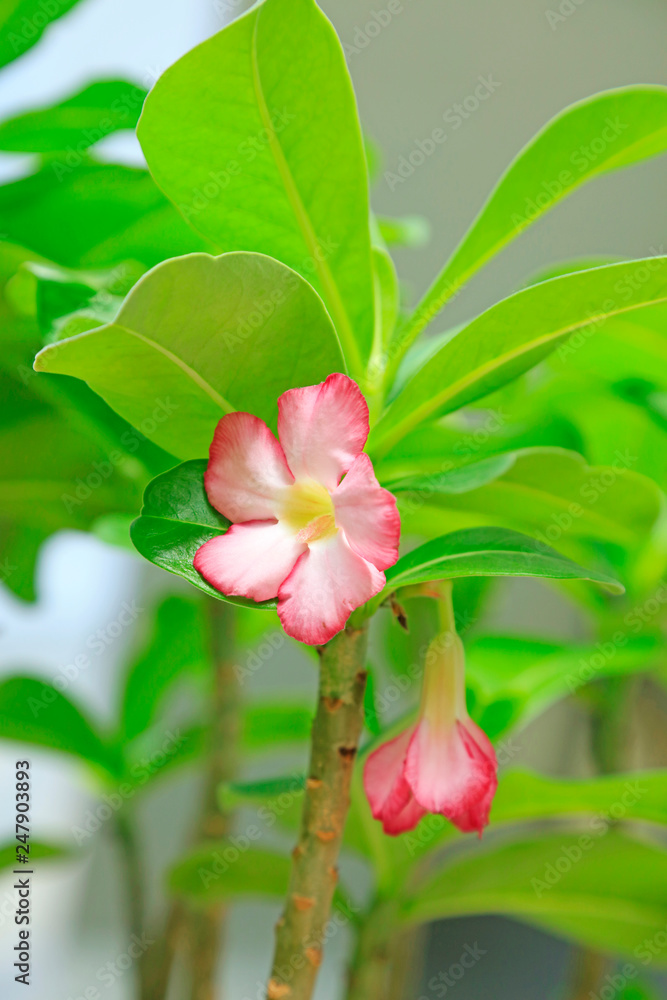 desert rose, plants of family oleander in botanical garden