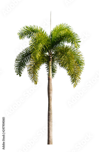 Palm tree Ornamental plants  beautiful on white background © pramot48
