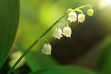 Lily of the valley  on blurred green background. Soft focus. Floral natural spring background.Spring season