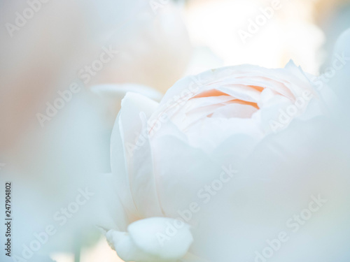 ぼかした白いバラ