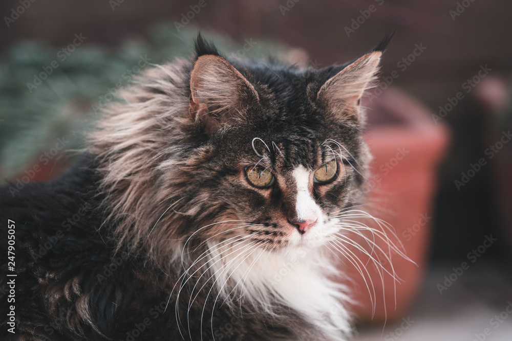Main-Coon Main-Coon