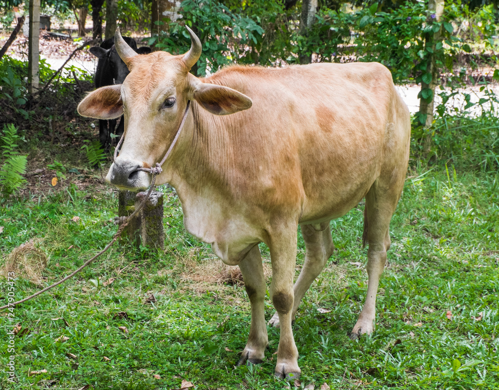 The cow in the pasture is perfect for its food. The cow in the pasture is perfect for its food.