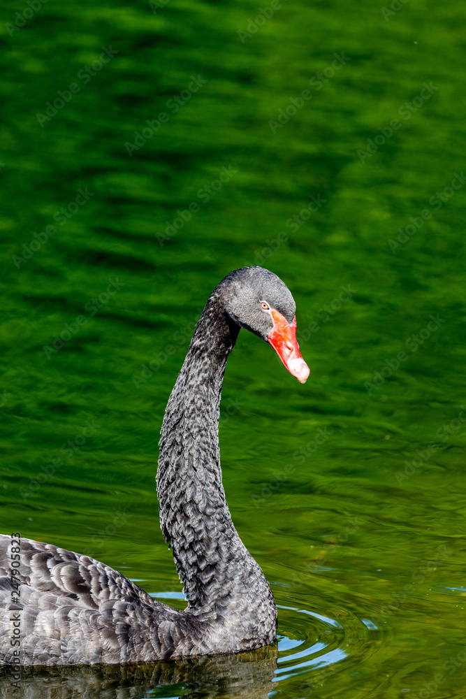 Obraz premium Black swan in water