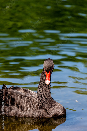 Black swan in water