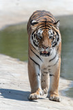 siberian tiger portraits, day safari, park, nobody, animal, feline, big cat, day
