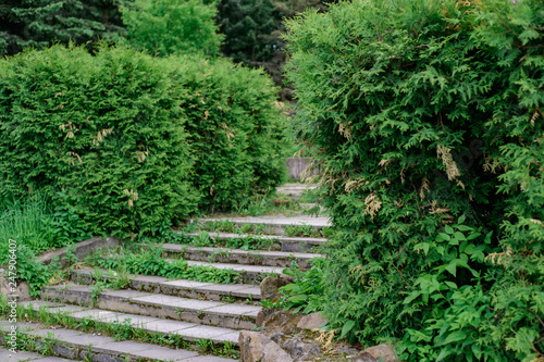 A wide stone staircase among the green bushes in the summer in the park