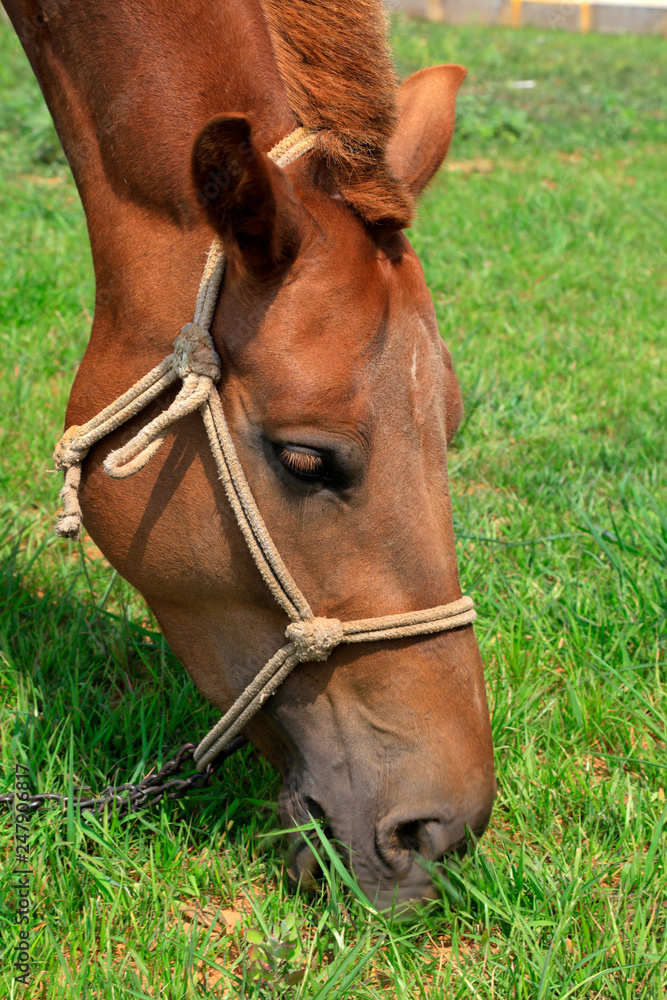 Fototapeta premium horse eating grass
