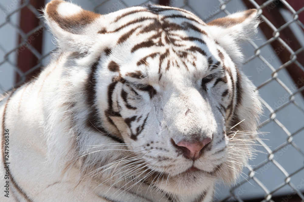 Siberian tiger, white, stripes sleepy face day animal Siberian tiger, white, stripes sleepy face day animal