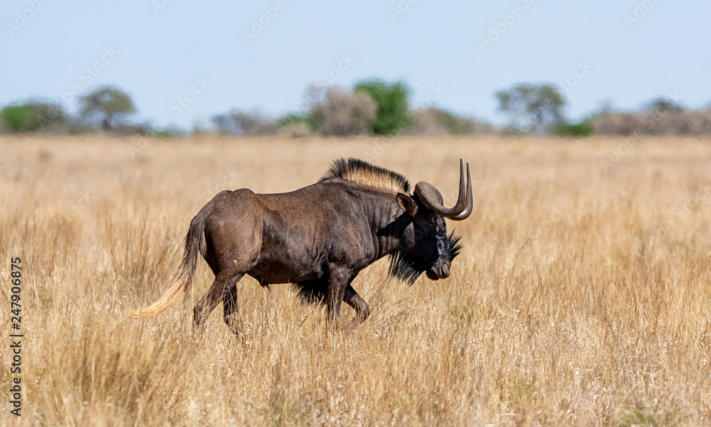 Black Wildebeest Black Wildebeest