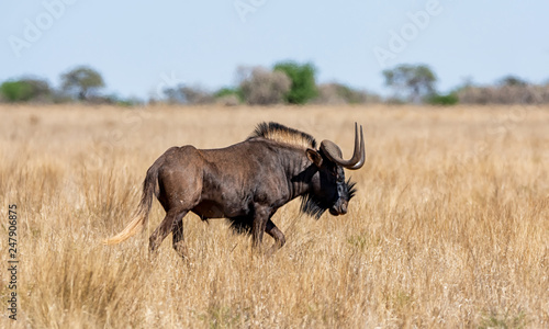 Black Wildebeest