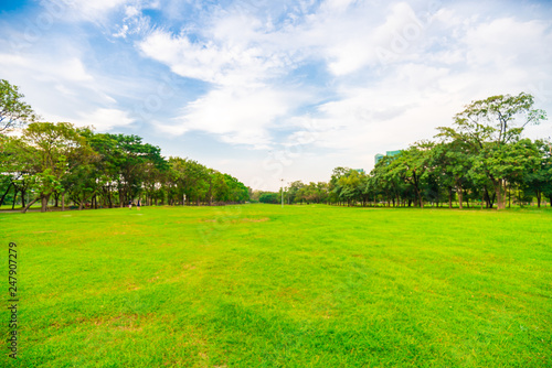 Green grass field with tree public park © themorningglory