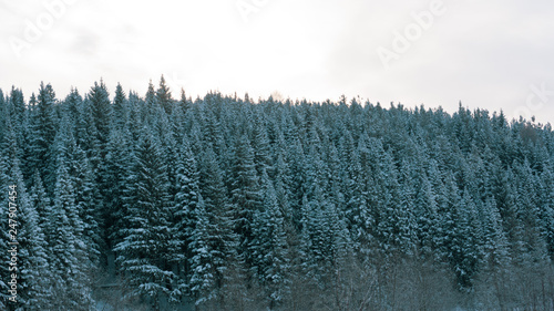 winter landscape with trees