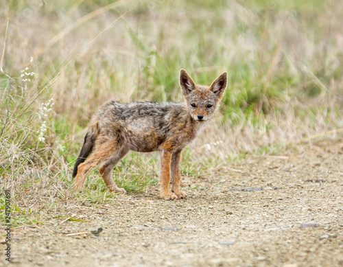 Black-backed Jackal Pup