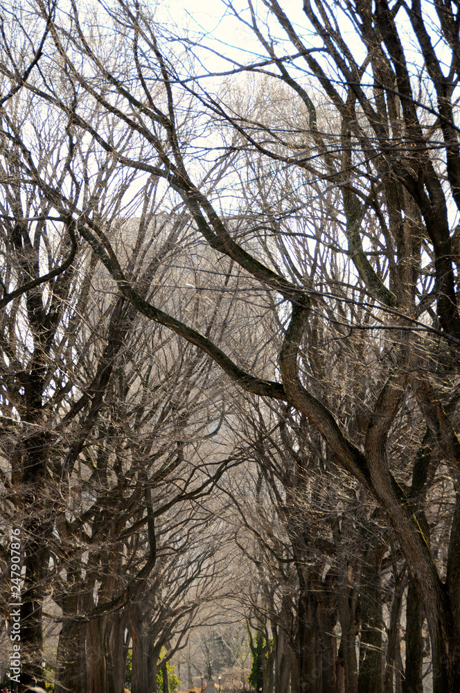 A dark canopy of leafless branches from rows of hibernating trees in winter at a park with buildings beyond it. A dark canopy of leafless branches from rows of hibernating trees in winter at a park with buildings beyond it.