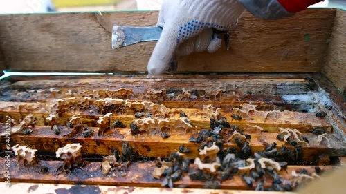 Beekeeper hand inspecting empty beehive with dead bees in winter