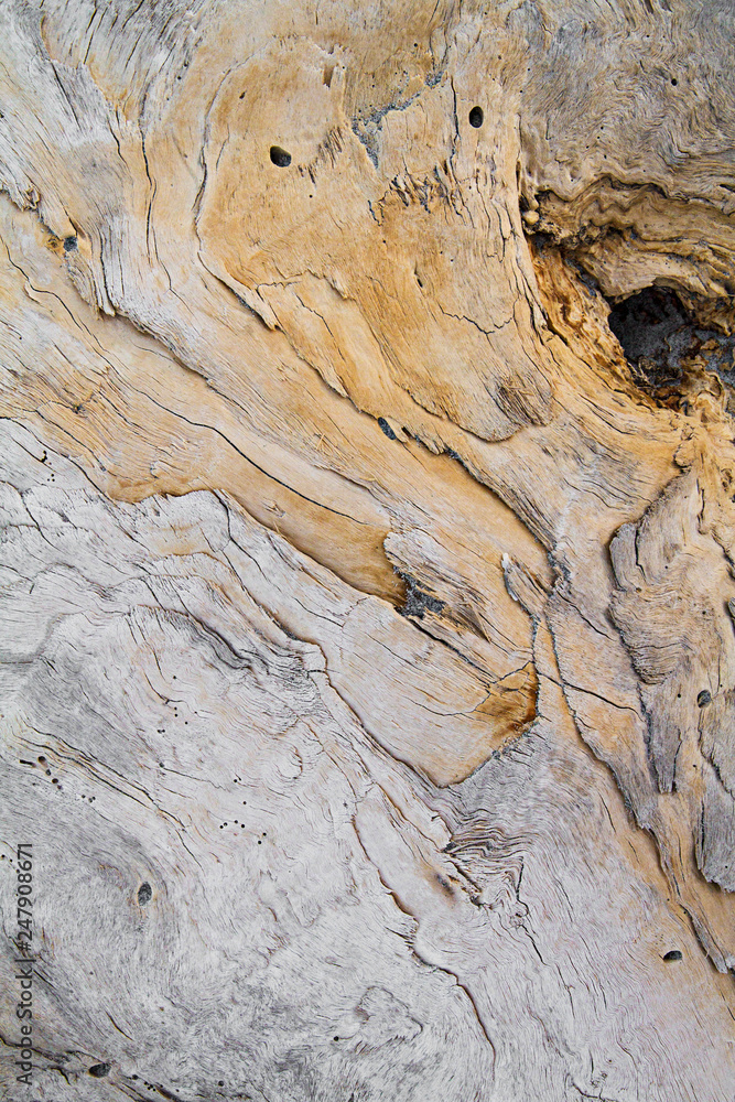 Obraz premium A large wooden trunk carved from the sea and from time hides imaginative shapes in the texture of its natural veins