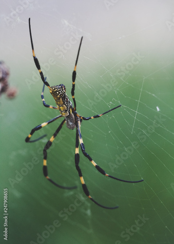 Wallpaper Mural Nepila Clavata Spinne Torontodigital.ca