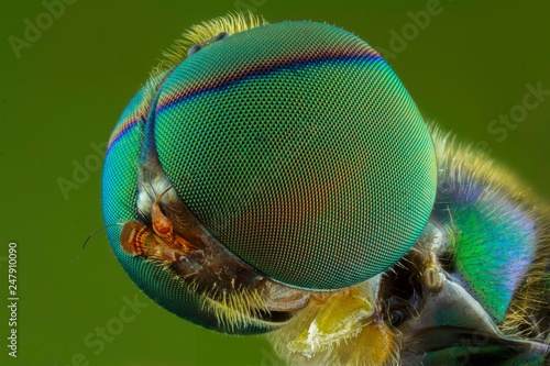 Quadro su tela The extreme close up of macro photography