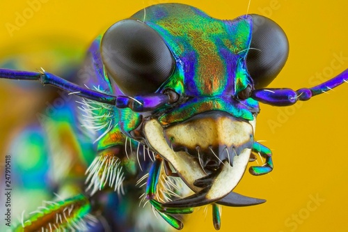 The extreme close up of macro photography