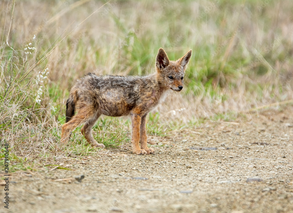Black-backed Jackal Pup