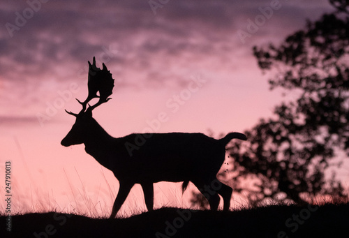  fallow deer buck © claireliz