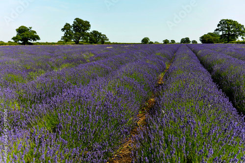 Lavendel (Lavandula sp.), Lavendelfeld, blühend, England, Großbritannien, Europa
