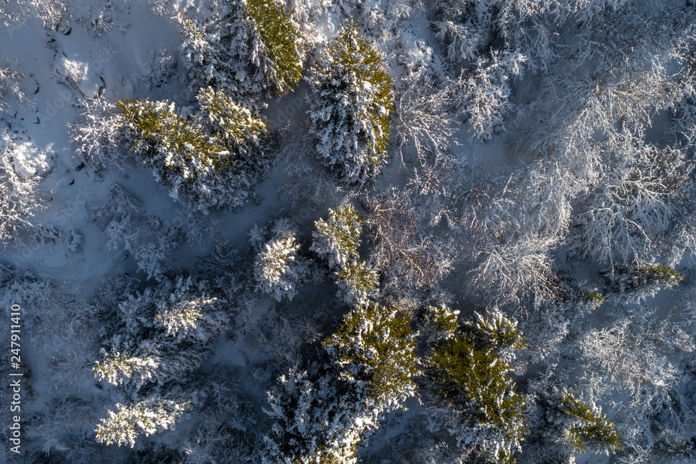 Snowy winter forest with a bird's eye view