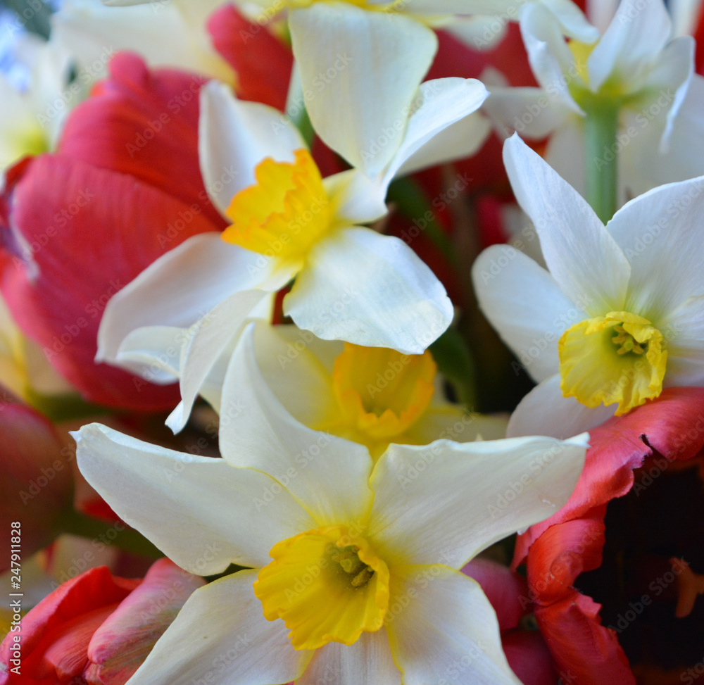 Beautiful bright spring bouquet of white with yellow daffodils and red tulips. Flower arrangement, background, postcard Beautiful bright spring bouquet of white with yellow daffodils and red tulips. Flower arrangement, background, postcard