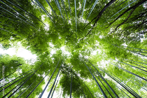 Green bamboo forest in Arashiyama
