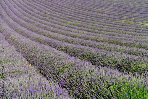 Lavendel  Lavandula sp.   Lavendelfeld  bl  hend  England  Gro  britannien  Europa