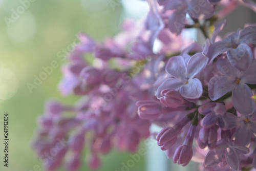 A sprig of lilac in a soft blurry morning light, a gentle romantic composition © alex2016