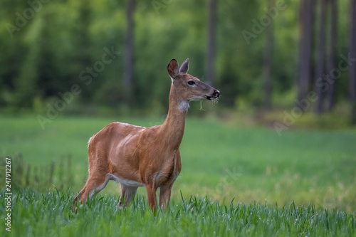 White-tailed deer in the meadow © Marc Scharping