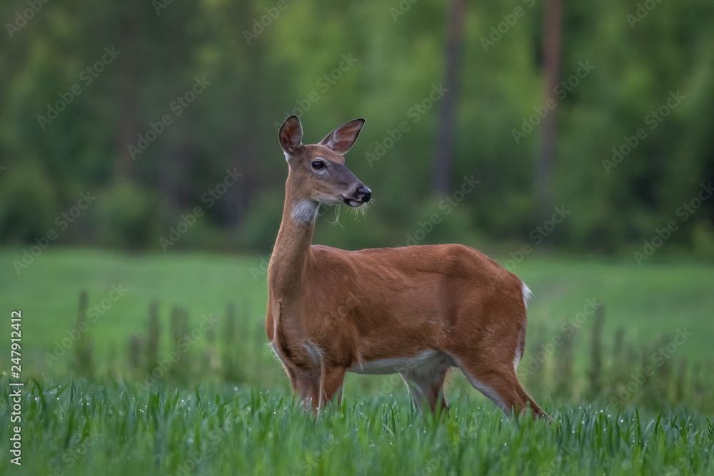 Fototapeta premium White-tailed deer in the meadow