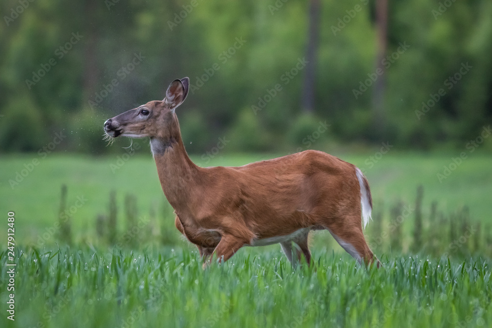 White-tailed deer in the meadow