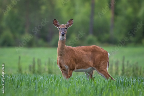 Fototapeta Naklejka Na Ścianę i Meble -  White-tailed deer in the meadow