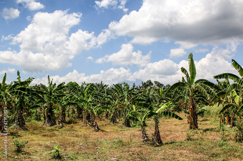 Bananen Plantage Philippinen Luzon bewölkter Himmer