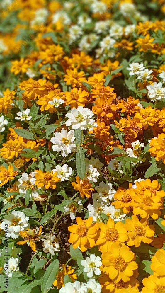 Obraz premium Zinnia flowers blooming at fresh garden